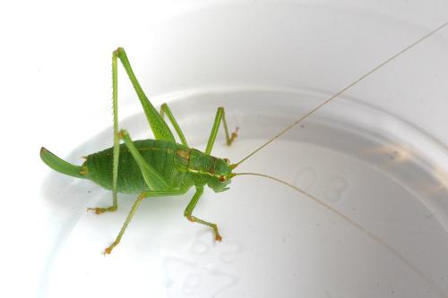 Réf. 327 630 : Leptophyes punctatissima